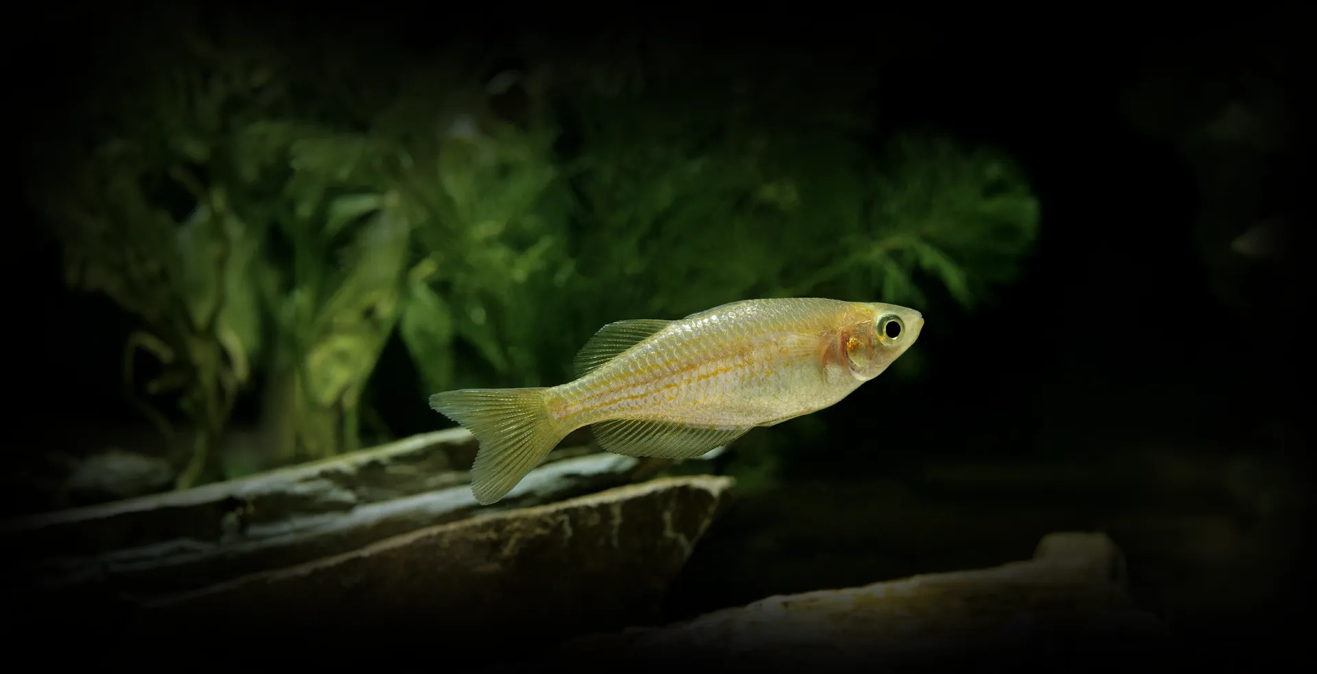 Imagem de fundo de Danio Pérola - Poytara